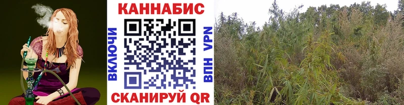 это клад Таштагол Канабис планчик